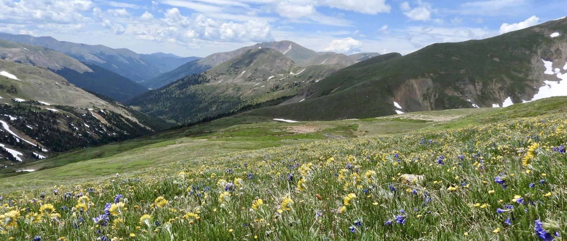 Mountain Range with wildflower field